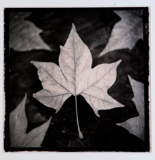 Liquidambar © Rubén Morales 2011 Liquidambar © Rubén Morales 2011